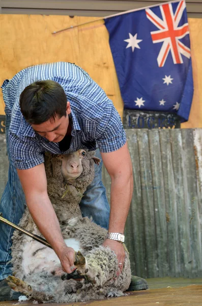 Esquilador de ovejas australiano — Foto de Stock