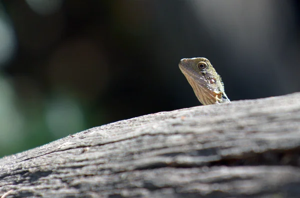 Oost-Australische Water Dragon — Stockfoto