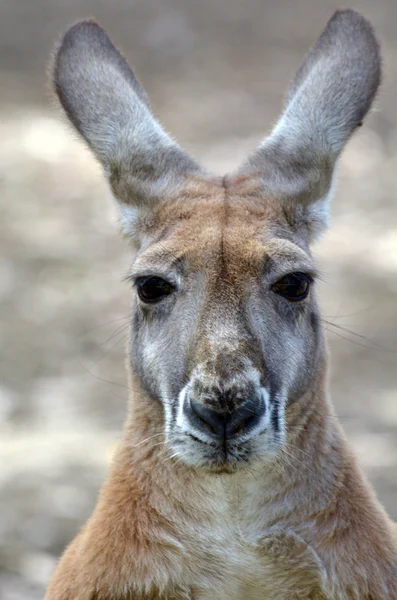 Красный кенгуру — стоковое фото