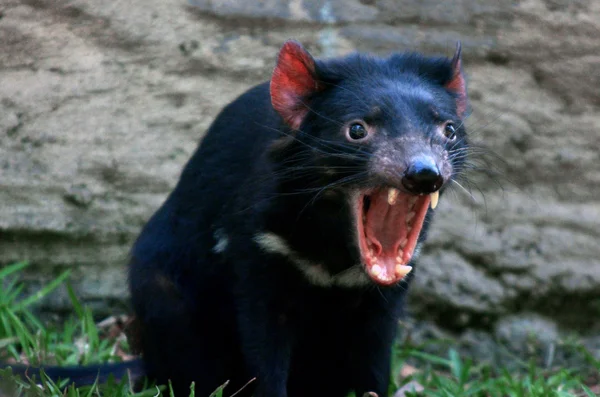 Tasmaanse duivel — Stockfoto