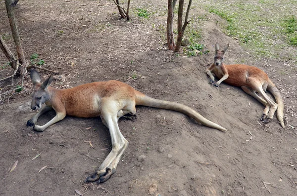 Красный кенгуру — стоковое фото