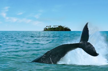 Whale Watching in Rarotonga Cook Islands clipart