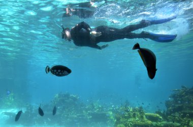Shark Bay deniz dünya Gold Coast Queensland Avustralya