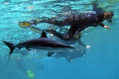 Shark Bay deniz dünya Gold Coast Queensland Avustralya