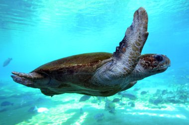 Yeşil deniz kaplumbağası Queensland Avustralya