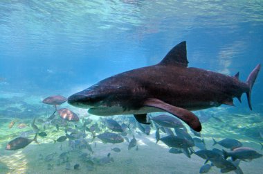 Boğa köpekbalığı deniz dünya Gold Coast Avustralya