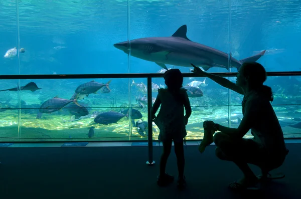 Shark Bay i Sea World Gold Coast Queensland Australien — Stockfoto