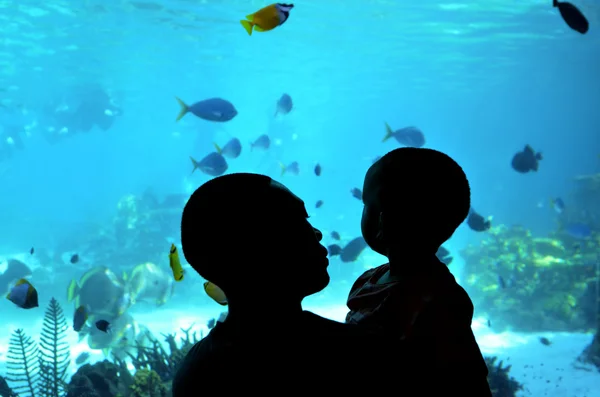 Shark Bay in Sea World Gold Coast Queensland Austrália — Fotografia de Stock