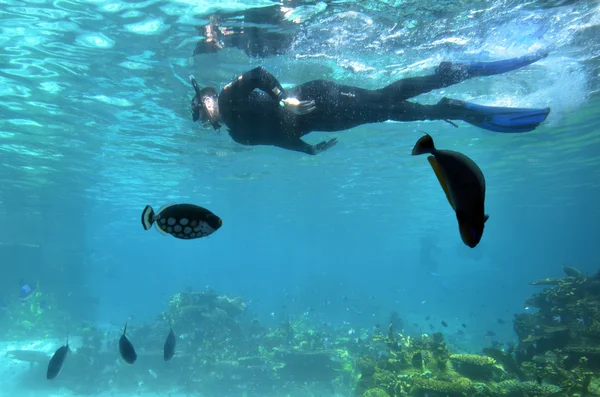 Shark Bay i Sea World Gold Coast Queensland Australien — Stockfoto