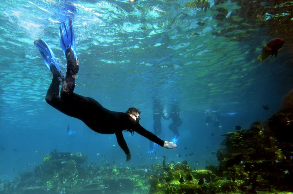 Sharkbaai in zee wereld Gold Coast Queensland Australië — Stockfoto