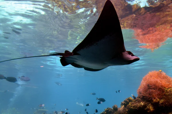 Eagle-ray en Sea World Gold Coast Australia — Foto de Stock