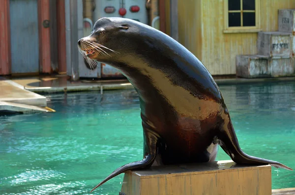 Australske Sea Lion - Stock-foto