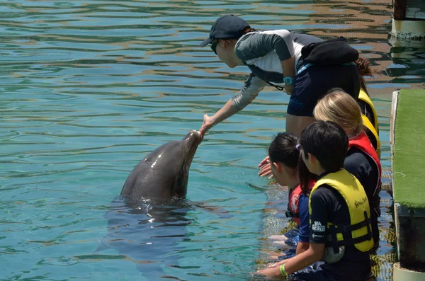 Le persone interagiscono con Dolphin — Foto Stock