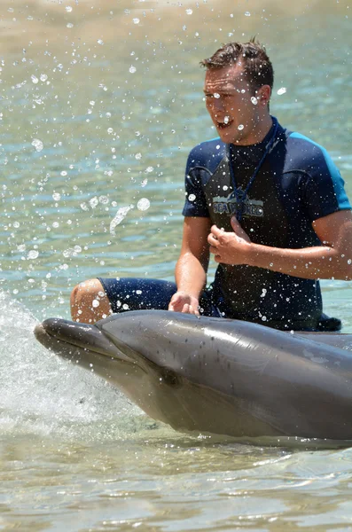 Istruttore interagire con il delfino — Foto Stock
