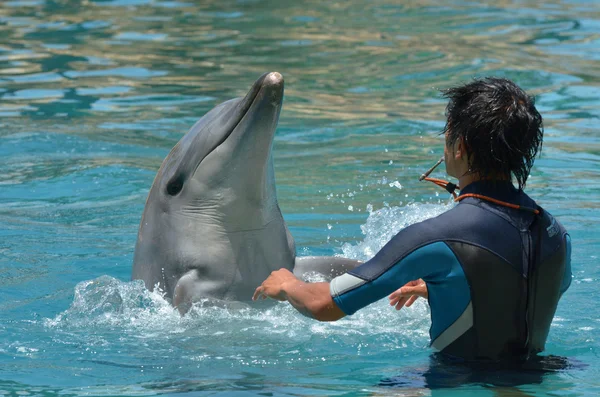 Istruttore interagire con il delfino — Foto Stock