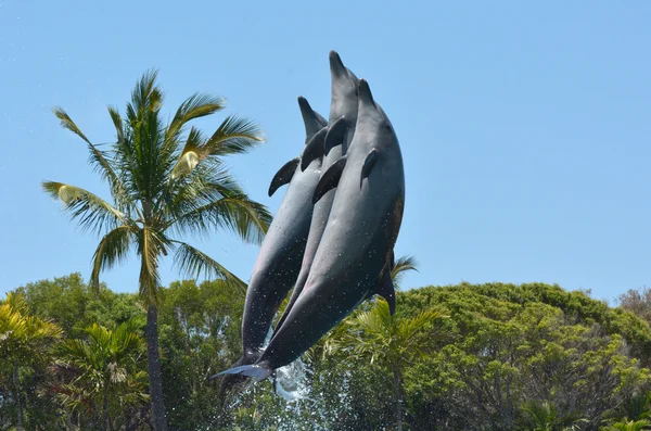 Los delfines saltan en el aire — Foto de Stock