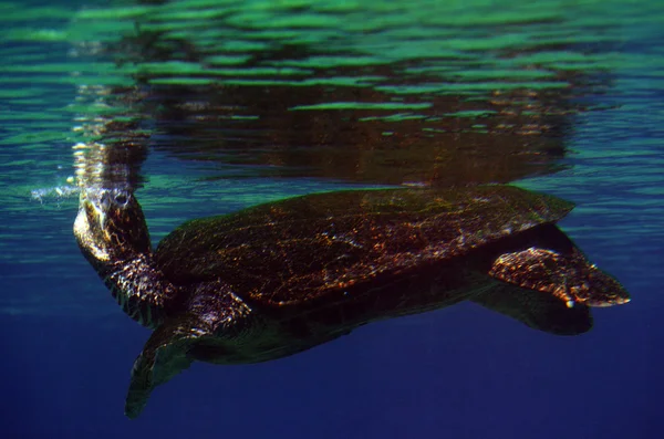 緑の海カメ オーストラリア クイーンズランド州 — ストック写真