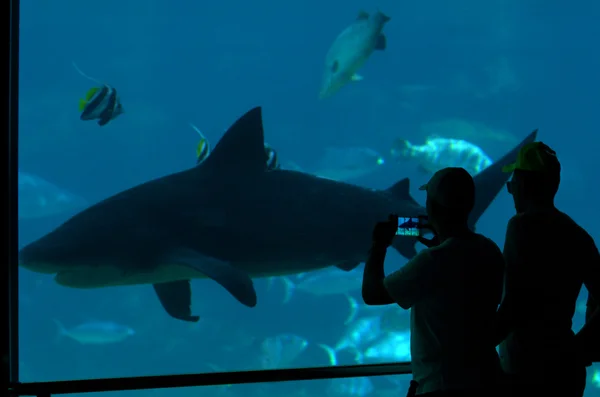 Sharkbaai in zee wereld Gold Coast Queensland Australië — Stockfoto