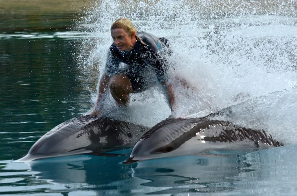 Delfin show-Sea World Gold Coast Ausztrália — Stock Fotó