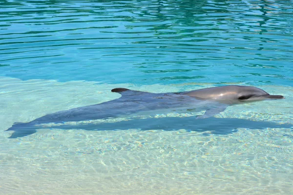 Flasknosdelfin på stranden — Stockfoto