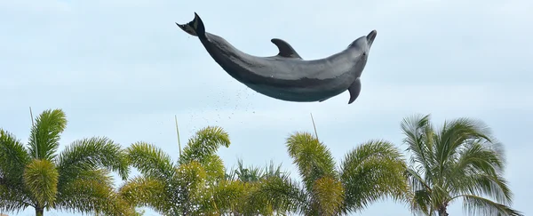 Dolphin jumps in the air