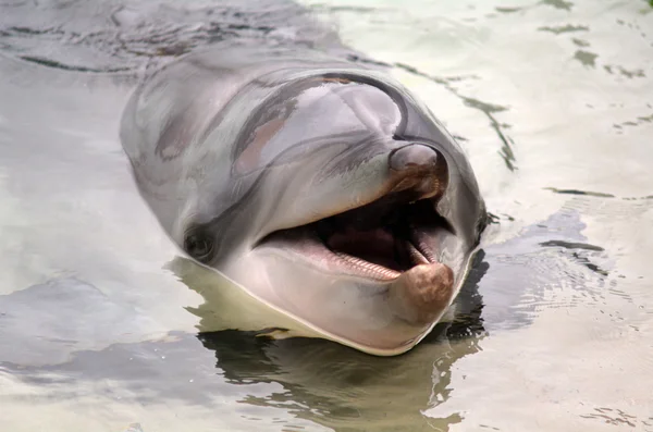 Cara de golfinho feliz — Fotografia de Stock