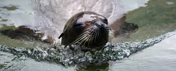 California sea lion — Stock Photo, Image