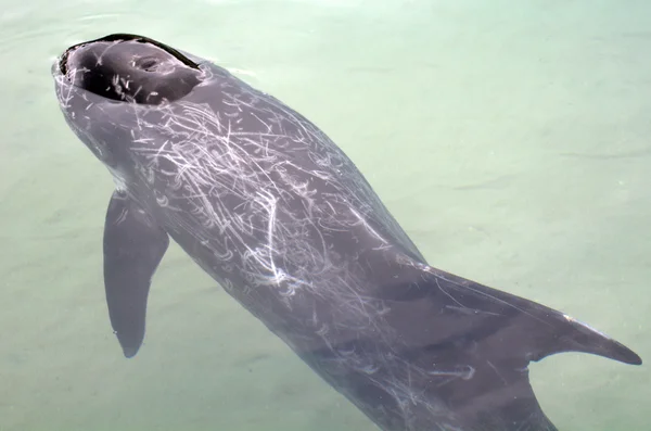 Injured Wholphin — Stock Photo, Image