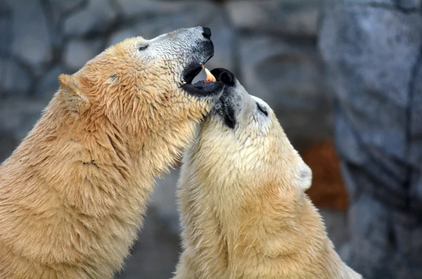 Polar bear moeder en cub — Stockfoto