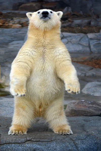 Ours polaire femelle debout — Photo