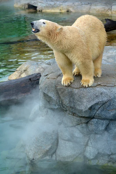 Filhote de urso polar — Fotografia de Stock