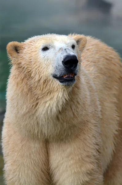 Eisbärmännchen — Stockfoto
