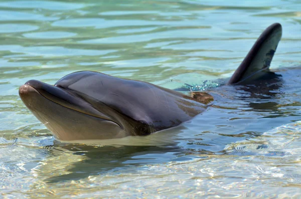 Дельфин на берегу — стоковое фото