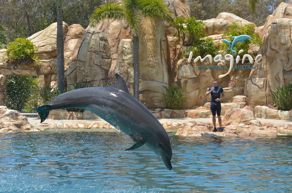 Dolphin show in Sea World Gold Coast Australia — Stock Photo, Image