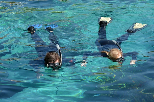 Shark Bay i Sea World Gold Coast Queensland Australien — Stockfoto