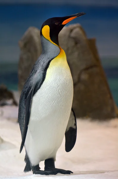 Königspinguin — Stockfoto