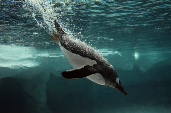ジェンツー ペンギンが泳ぐ水中 — ストック写真