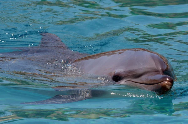 Flasknosdelfin — Stockfoto