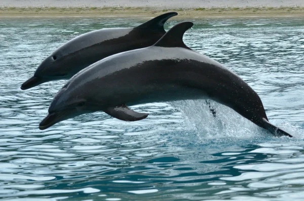 Två flasknosdelfin hopp — Stockfoto