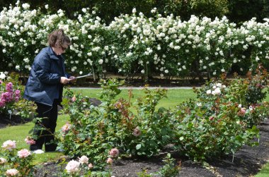 Rose Garden Palmerston North Nzl