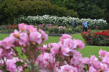Rose Garden Palmerston North Nzl