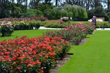 Rose Garden Palmerston North Nzl