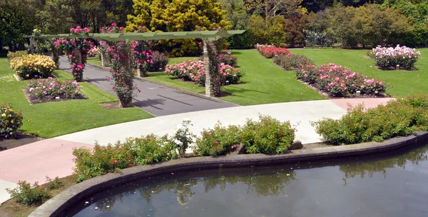 पामर्स्टन उत्तर न्यूझीलंडचा गुलाब गार्डन — स्टॉक फोटो, इमेज