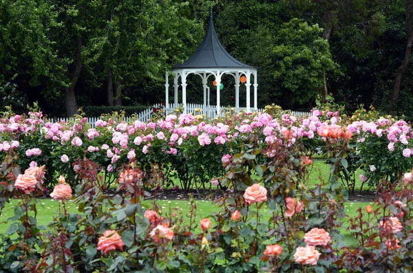 El jardín de rosas de Palmerston North NZL — Foto de Stock