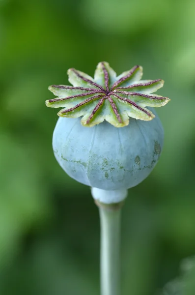 Опіумний мак - Papaver somniferum — стокове фото