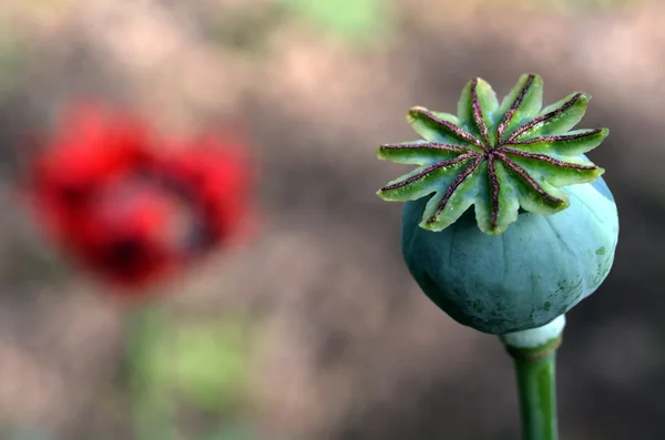 Opium poppy - Papaver somniferum — Stock Photo, Image