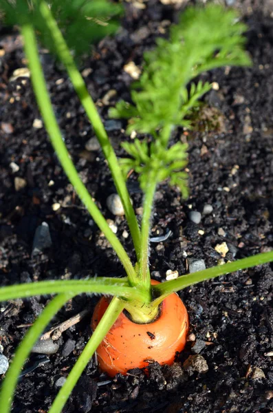 Wild carrot — Stock Photo, Image