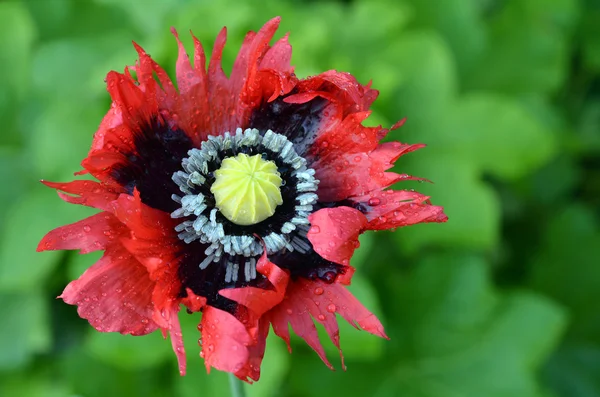 Opium poppy - Papaver somniferum — Stock Photo, Image