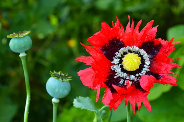 Опиумный мак - Papaver somniferum — стоковое фото