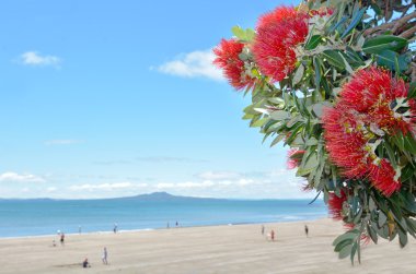 Pohutukawa kırmızı çiçek blossom Aralık ayında